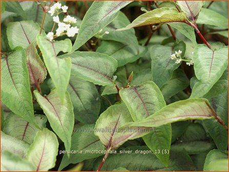 Persicaria microcephala &#039;Silver Dragon&#039; | Duizendknoop, Adderwortel