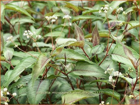 Persicaria microcephala &#039;Silver Dragon&#039; | Duizendknoop, Adderwortel