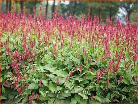 Persicaria amplexicaulis | Doorgroeide duizendknoop, Adderwortel, Duizendknoop | Kerzenkn&ouml;terich | Mountain Fleece