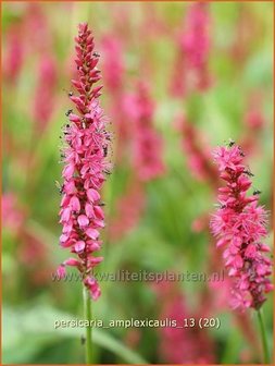 Persicaria amplexicaulis | Doorgroeide duizendknoop, Adderwortel, Duizendknoop | Kerzenkn&ouml;terich | Mountain Fleece