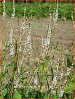 Persicaria amplexicaulis &#039;Alba&#039; | Duizendknoop, Adderwortel