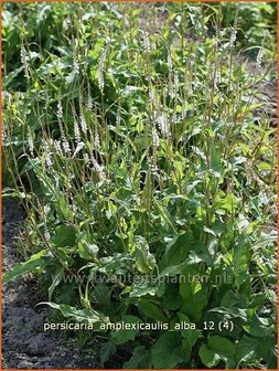 Persicaria amplexicaulis &#039;Alba&#039; | Duizendknoop, Adderwortel