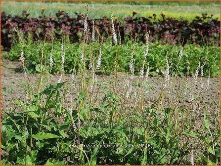 Persicaria amplexicaulis &#039;Alba&#039; | Duizendknoop, Adderwortel