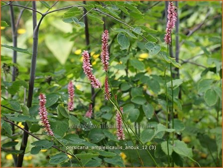 Persicaria amplexicaulis 'Anouk' | Duizendknoop, Adderwortel
