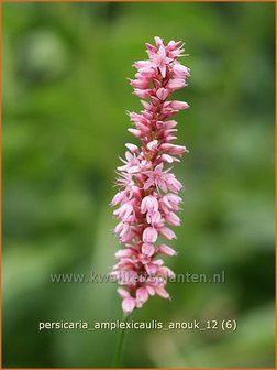 Persicaria amplexicaulis 'Anouk' | Duizendknoop, Adderwortel