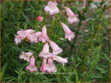 Penstemon 'Apple Blossom' | Schildpadbloem, Slangenkop