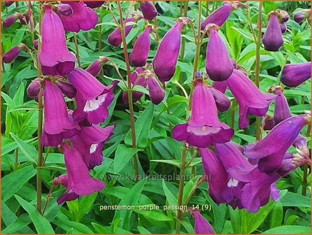 Penstemon &#039;Purple Passion&#039; | Schildpadbloem, Slangenkop