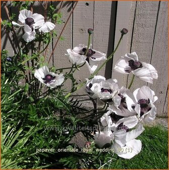 Papaver orientale &#039;Royal Wedding&#039; | Oosterse papaver, Oosterse klaproos