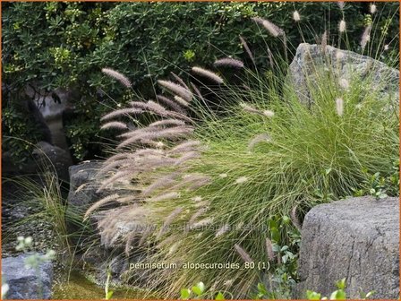 Pennisetum alopecuroides | Breed lampenpoetsersgras, Borstelveergras, Lampenpoetsersgras | Lampenputzergras