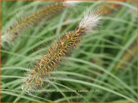 Pennisetum alopecuroides 'Cassian' | Lampenpoetsersgras