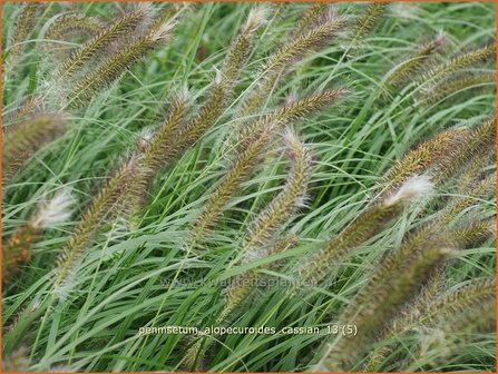 Pennisetum alopecuroides 'Cassian' | Lampenpoetsersgras