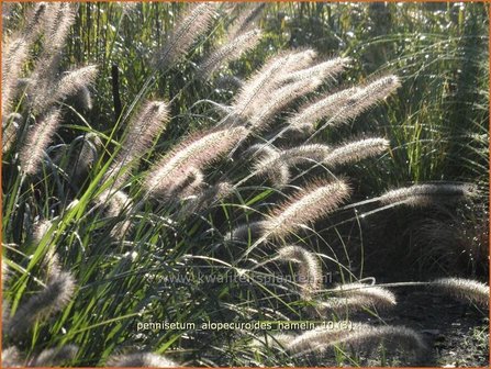 Pennisetum alopecuroides &#039;Hameln&#039; | Lampenpoetsersgras, Borstelveergras | Lampenputzergras