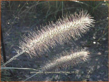 Pennisetum alopecuroides &#039;Hameln&#039; | Lampenpoetsersgras, Borstelveergras | Lampenputzergras