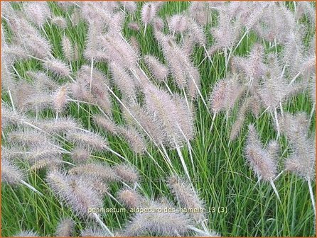 Pennisetum alopecuroides &#039;Hameln&#039; | Lampenpoetsersgras, Borstelveergras | Lampenputzergras