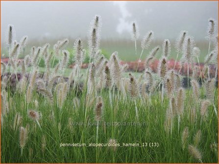 Pennisetum alopecuroides &#039;Hameln&#039; | Lampenpoetsersgras, Borstelveergras | Lampenputzergras