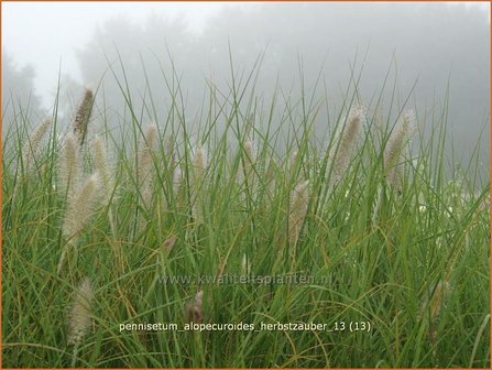 Pennisetum alopecuroides &#039;Herbstzauber&#039; | Lampenpoetsersgras