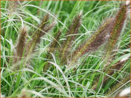 Pennisetum alopecuroides &#039;Viridescens&#039; | Lampenpoetsersgras