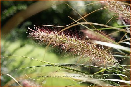 Pennisetum alopecuroides &#039;Viridescens&#039; | Lampenpoetsersgras