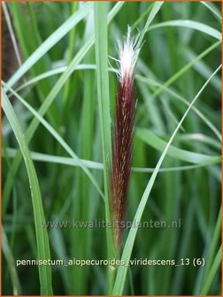 Pennisetum alopecuroides &#039;Viridescens&#039; | Lampenpoetsersgras