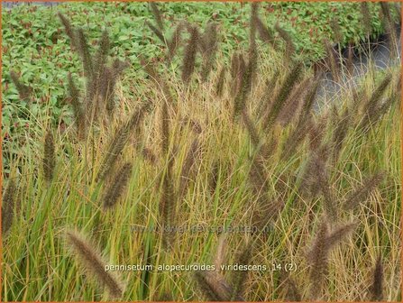 Pennisetum alopecuroides 'Viridescens' | Lampenpoetsersgras