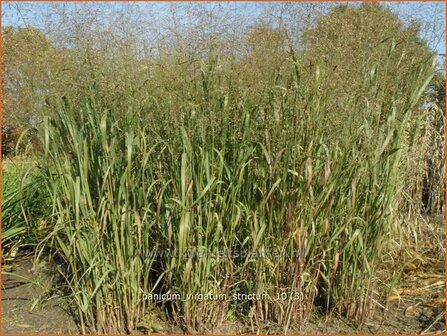 Panicum virgatum &#039;Strictum&#039; | Vingergras, Parelgierst