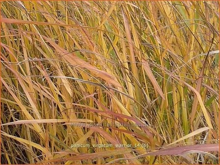 Panicum virgatum &#039;Warrior&#039; | Vingergras, Parelgierst | Rutenhirse | Wand Panic Grass