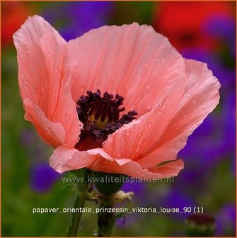 Papaver orientale &#039;Prinzessin Viktoria Louise&#039; | Oosterse papaver, Oosterse klaproos