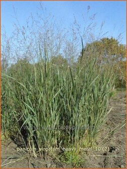 Panicum virgatum 'Heavy Metal' | Vingergras, Parelgierst