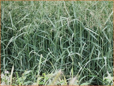 Panicum virgatum &#039;Prairie Sky&#039; | Vingergras, Parelgierst | Rutenhirse