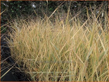 Panicum virgatum &#039;Prairie Sky&#039; | Vingergras, Parelgierst | Rutenhirse