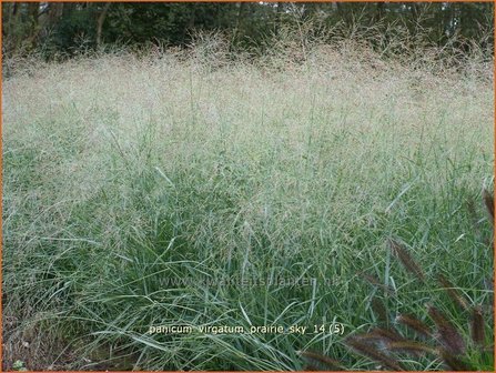 Panicum virgatum &#039;Prairie Sky&#039; | Vingergras, Parelgierst | Rutenhirse