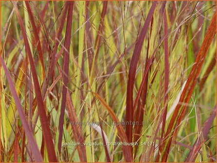 Panicum virgatum &#039;Rotstrahlbusch&#039; | Vingergras, Parelgierst