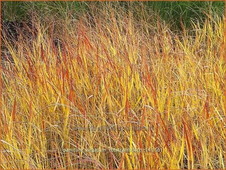 Panicum virgatum &#039;Rotstrahlbusch&#039; | Vingergras, Parelgierst