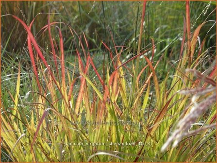 Panicum virgatum &#039;Shenandoah&#039; | Vingergras, Parelgierst