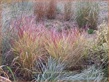 Panicum virgatum &#039;Shenandoah&#039; | Vingergras, Parelgierst