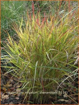 Panicum virgatum &#039;Shenandoah&#039; | Vingergras, Parelgierst