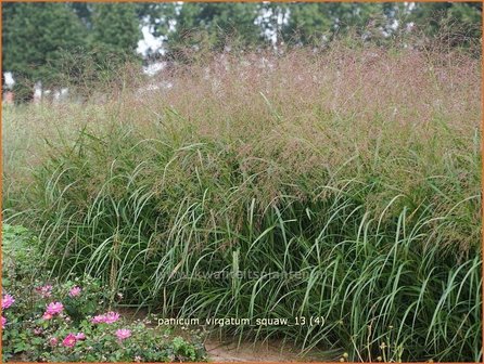 Panicum virgatum &#039;Squaw&#039; | Vingergras, Parelgierst