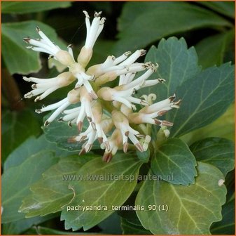 Pachysandra terminalis | Schaduwkruid, Dikkemanskruid | Endst&auml;ndiger Ysander