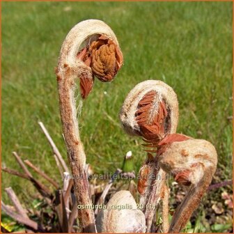 Osmunda regalis | Koningsvaren | Gew&ouml;hnlicher Rispenfarn