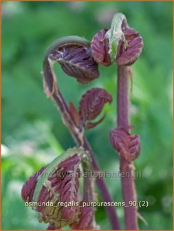 Osmunda regalis &#039;Purpurascens&#039; | Koningsvaren