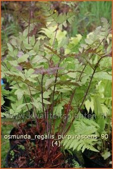 Osmunda regalis &#039;Purpurascens&#039; | Koningsvaren