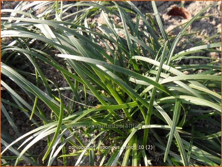 Ophiopogon japonicus &#039;Minor&#039; | Slangenbaard, Japans slangengras