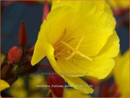 Oenothera fruticosa &#039;Sonnenwende&#039; | Teunisbloem | Strauchige Nachtkerze