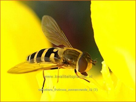 Oenothera fruticosa &#039;Sonnenwende&#039; | Teunisbloem | Strauchige Nachtkerze