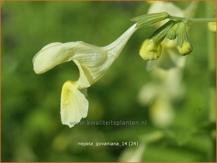 Nepeta govaniana | Kattekruid, Kattenkruid