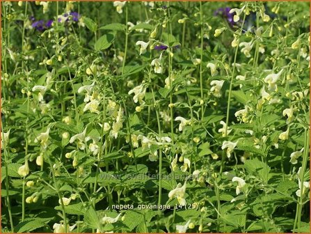 Nepeta govaniana | Kattekruid, Kattenkruid