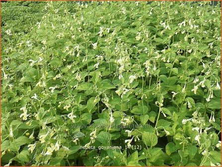 Nepeta govaniana | Kattekruid, Kattenkruid