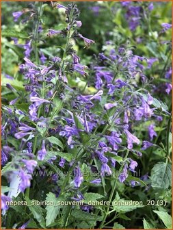 Nepeta sibirica &#039;Souvenir d&#039;Andre Chaudron&#039; | Kattekruid, Kattenkruid
