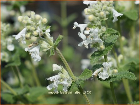 Nepeta faassenii &#039;Alba&#039; | Kattenkruid