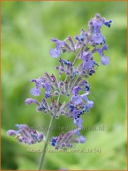 Nepeta faassenii &#039;Senior&#039; | Kattekruid, Kattenkruid